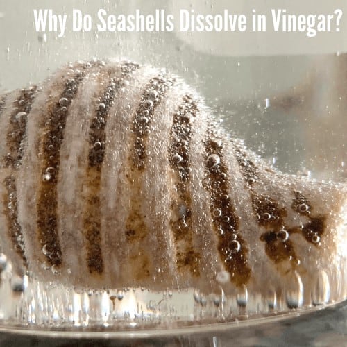 Seashells With Vinegar Ocean Experiment