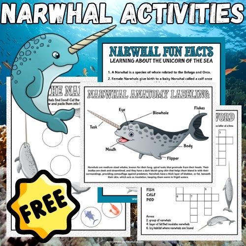 Narwhal Fun Facts & Activities For Kids