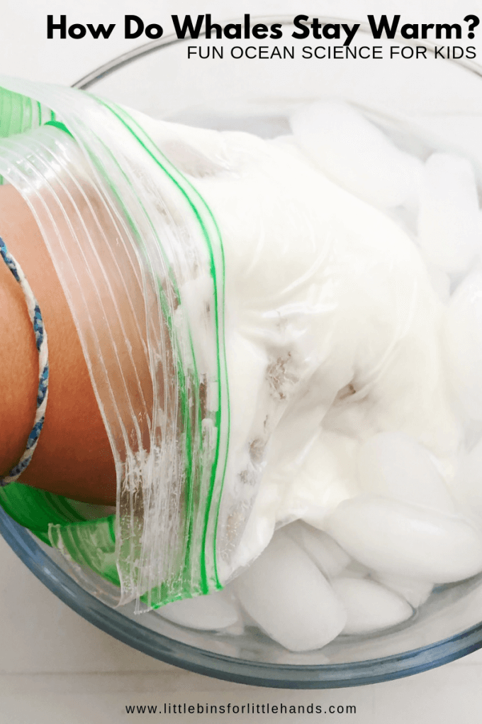 How do whales stay warm in the ocean? Whale blubber science activity for kids.