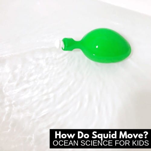 how do squid swim