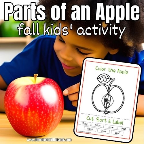 Parts of an Apple Activity