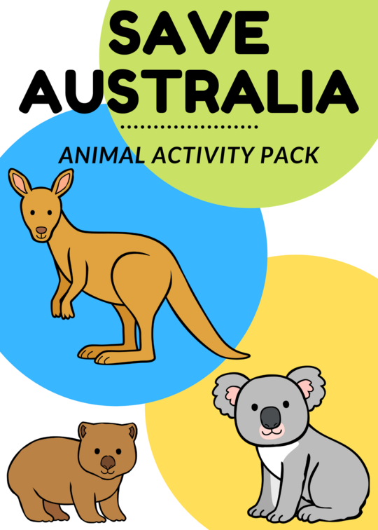 Koala Facts For Kids - Little Bins for Little Hands
