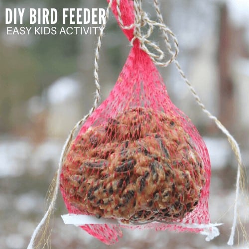 Make A DIY Bird Feeder