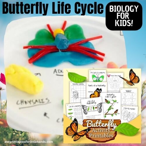 Edible Butterfly Life Cycle Activity