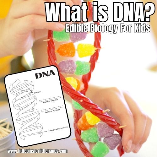 Candy DNA Model