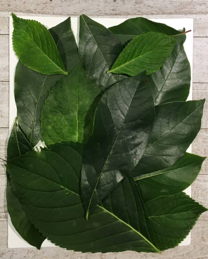 Frida Kahlo Leaf Art Project - Little Bins for Little Hands