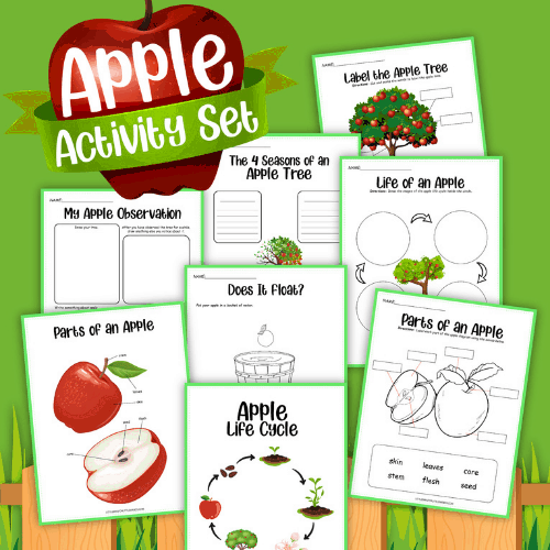 Apple Life Cycle Activities