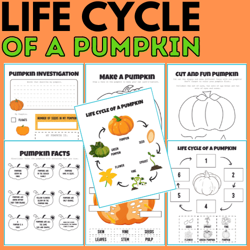 Life Cycle Of A Pumpkin
