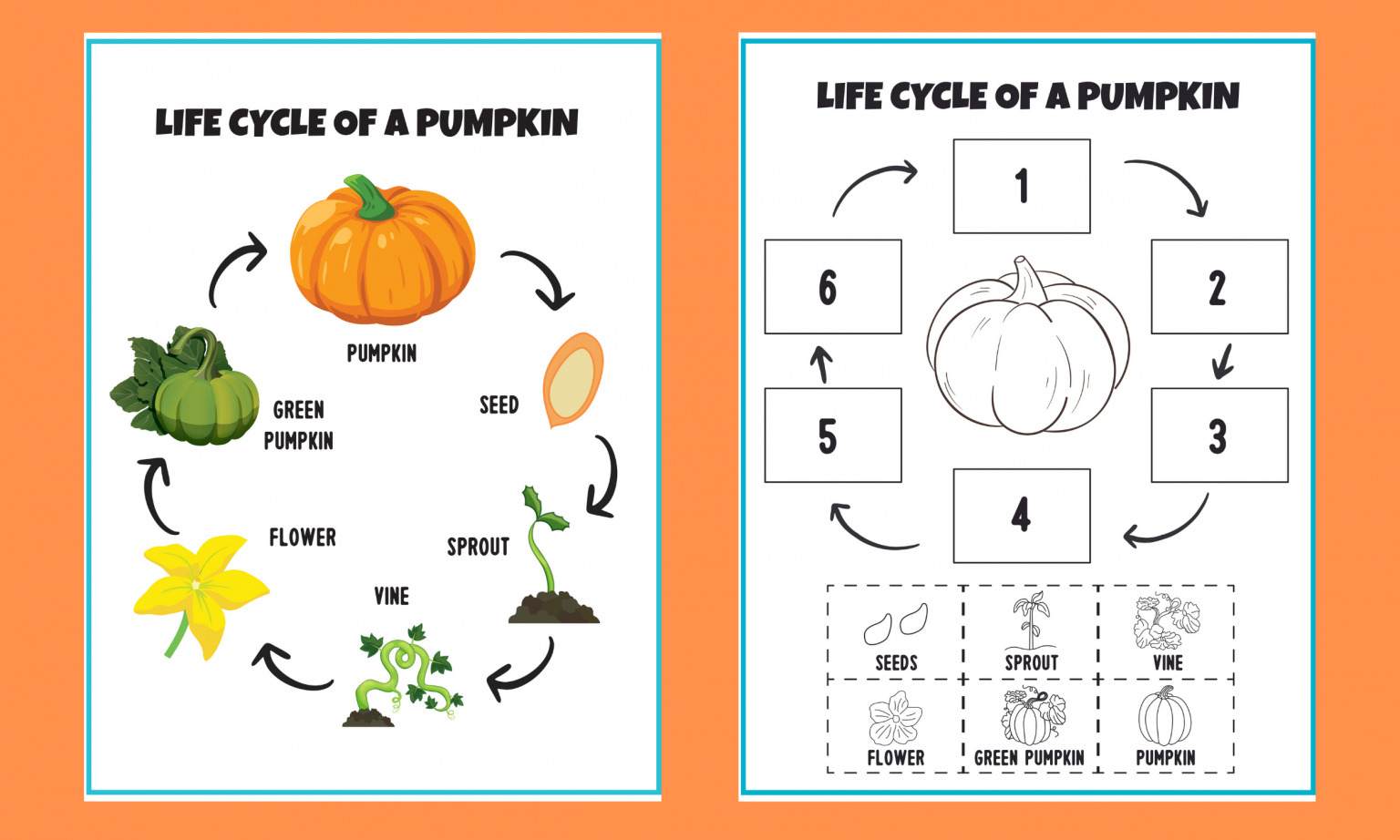 Pumpkin Life Cycle Timeline
