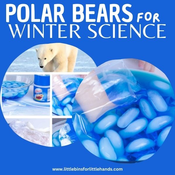 Polar Bear Blubber Experiment