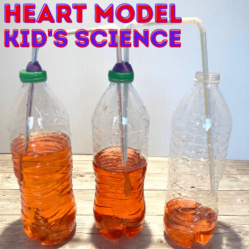 kid's heart model science