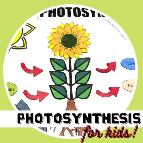 Steps of Photosynthesis for Kids