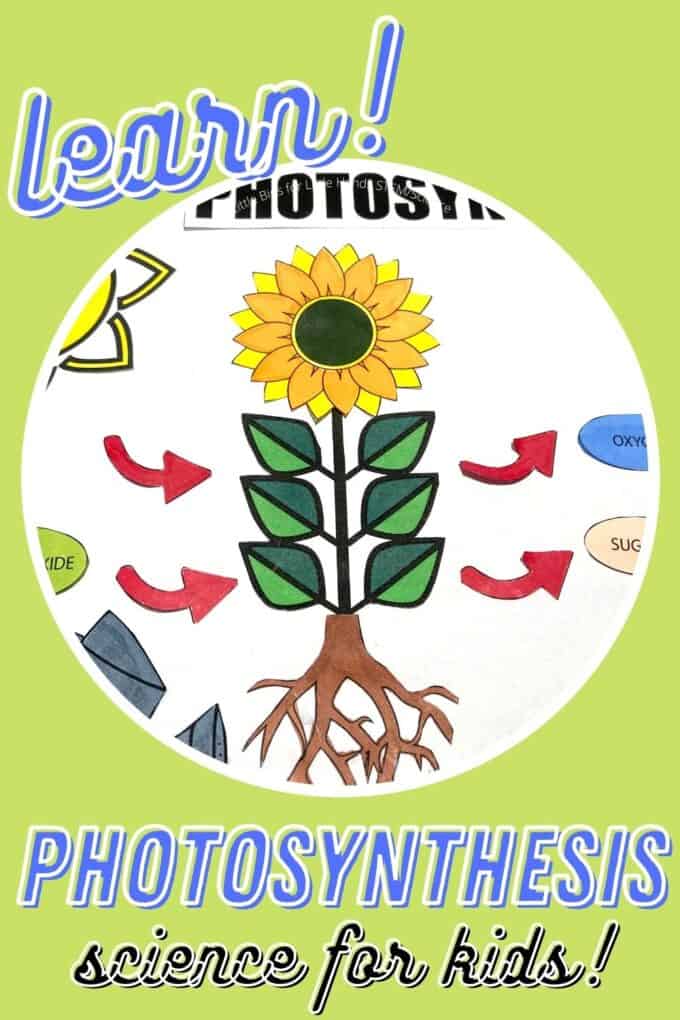 photosynthesis worksheet for 3rd grade