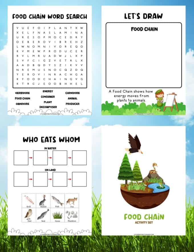 Food Chain Activity (Free Printable) - Little Bins for Little Hands
