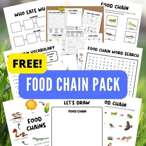 Food Chain Activity (Free Printable)