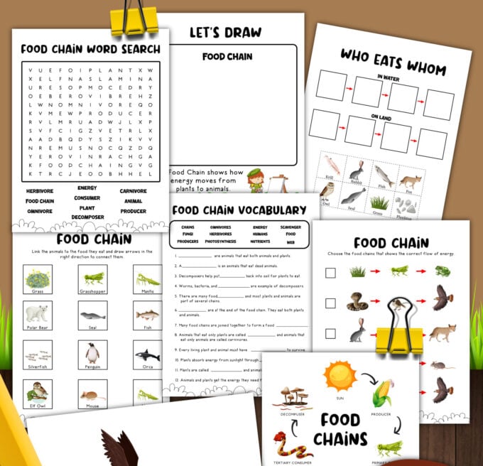 Food chain activity showing producers consumers and decomposers