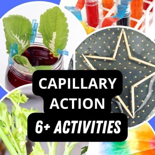 Capillary Action For Kids