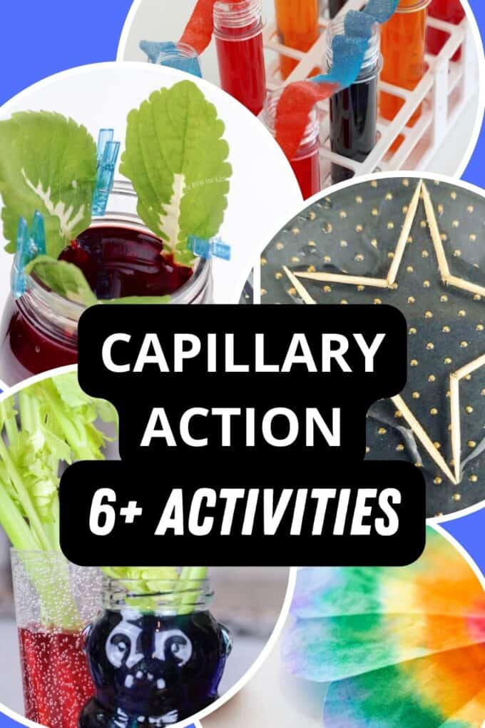 capillary action activities for kids