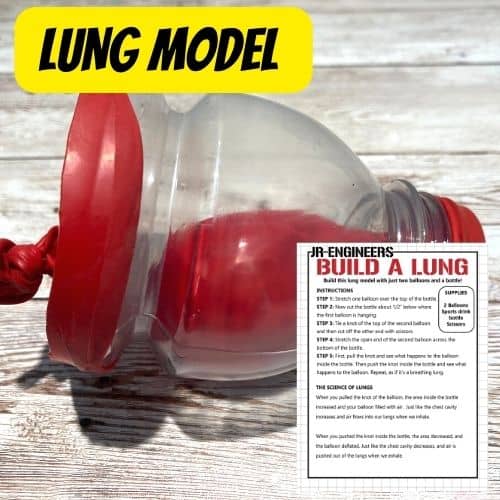 How To Make A Lung Model
