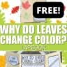 Leaf Rubbing Activity - Little Bins for Little Hands