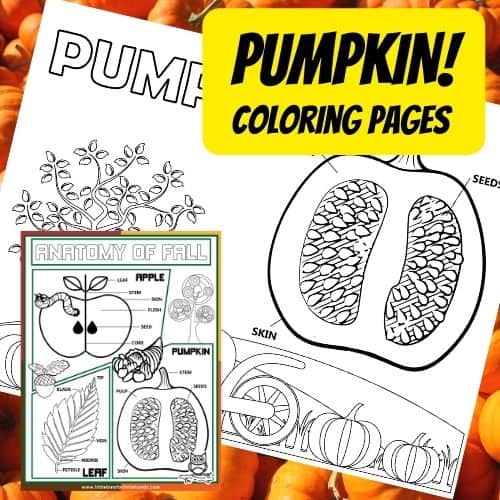 Parts Of A Pumpkin Worksheet