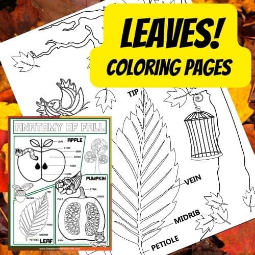 Parts Of A Leaf Coloring Page