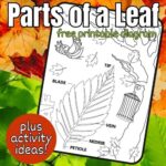 Leaf Rubbing Activity - Little Bins for Little Hands