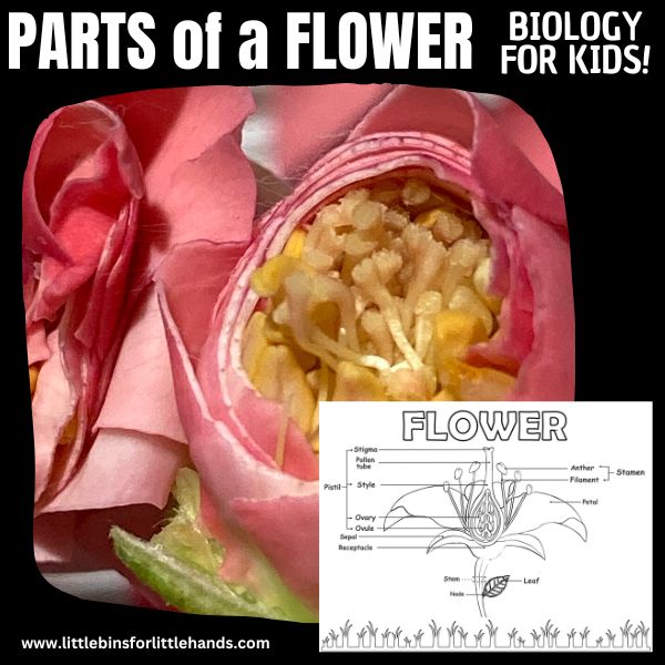 Parts of a Flower for Kids
