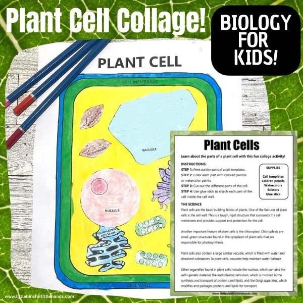 Plant Cell Coloring Activity