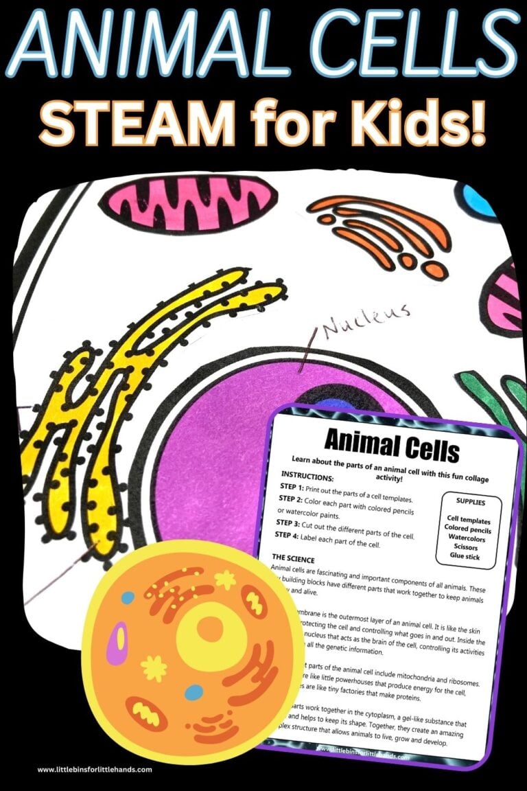 Animal Cell Coloring Sheet - Little Bins for Little Hands