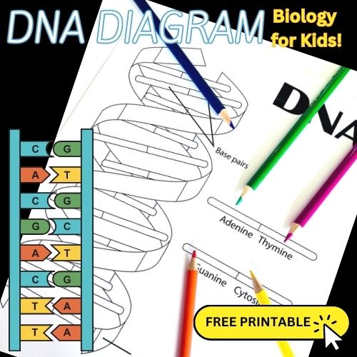 DNA Coloring Worksheet