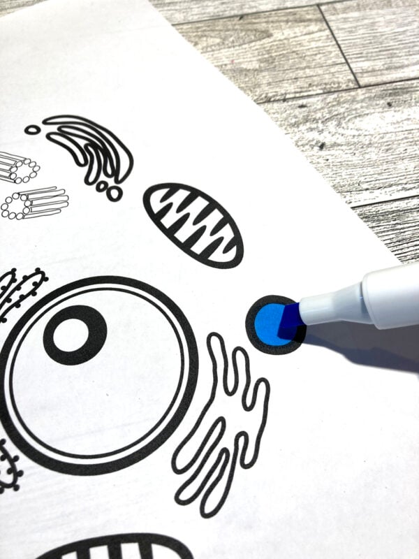 Animal Cell Coloring Sheet - Little Bins for Little Hands