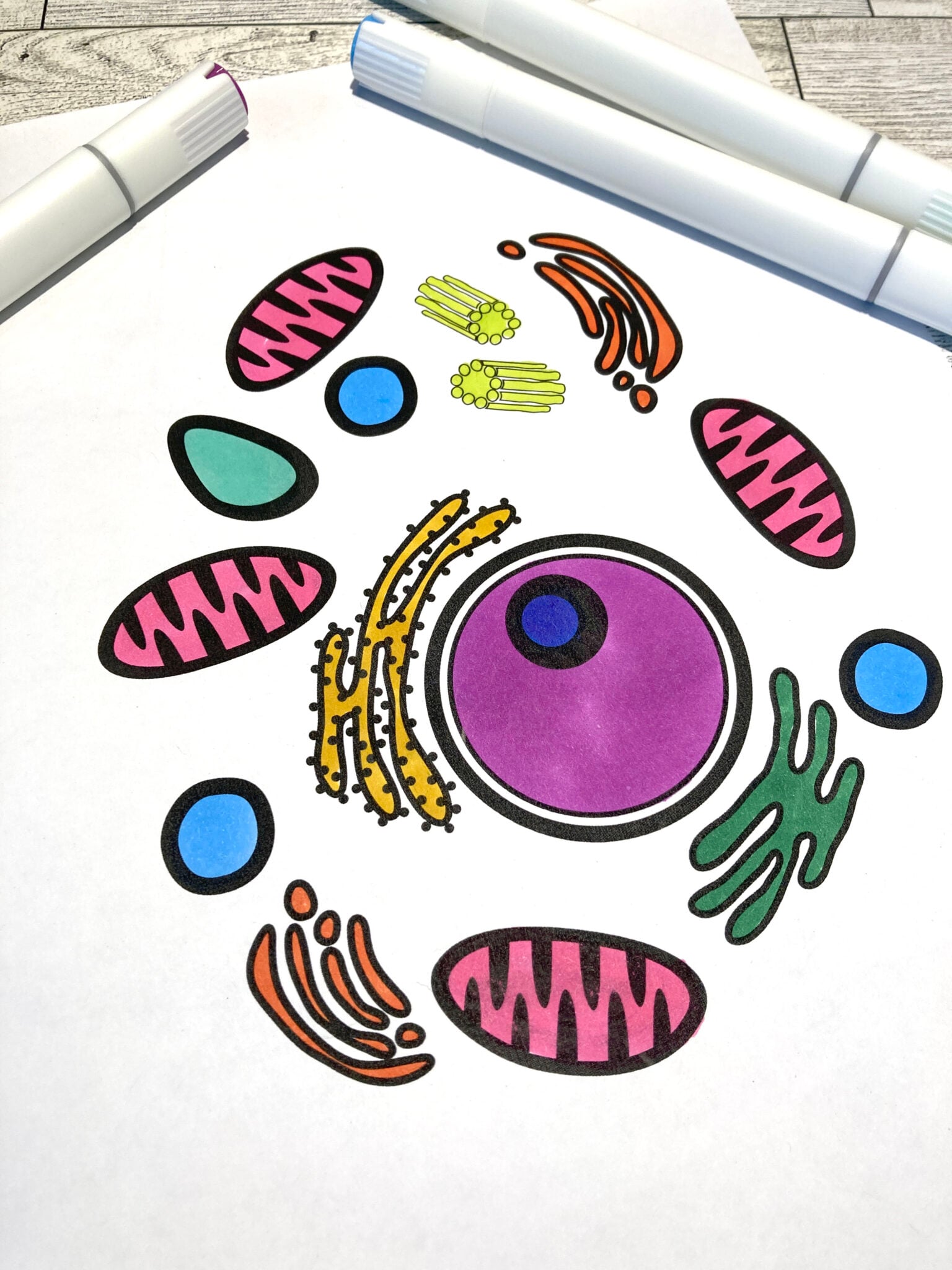 Animal Cell Coloring Sheet - Little Bins for Little Hands