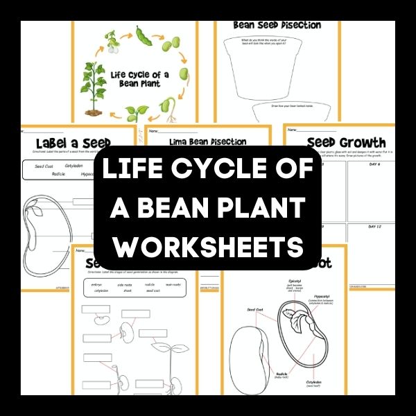 Life Cycle of a Bean Plant