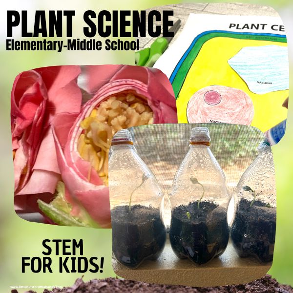 Easy Plant Experiments For Kids