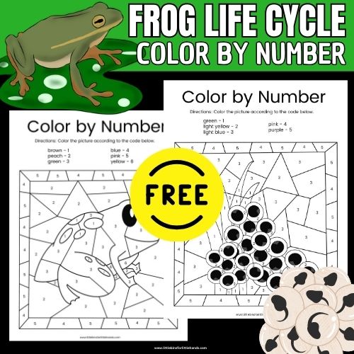 Frog Life Cycle Color By Number