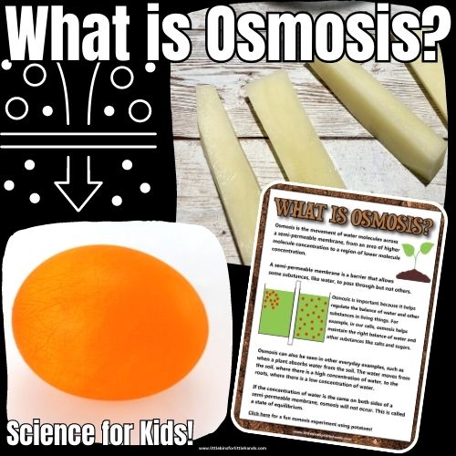 What Is Osmosis