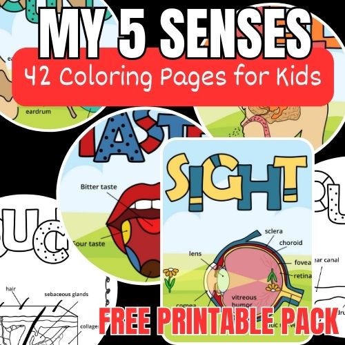 5 Senses Coloring Pages