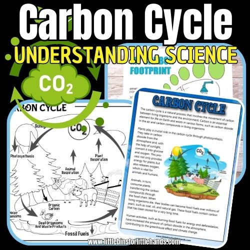 What Is The Carbon Cycle