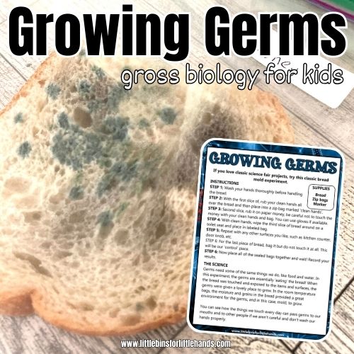 Germ Science Experiment