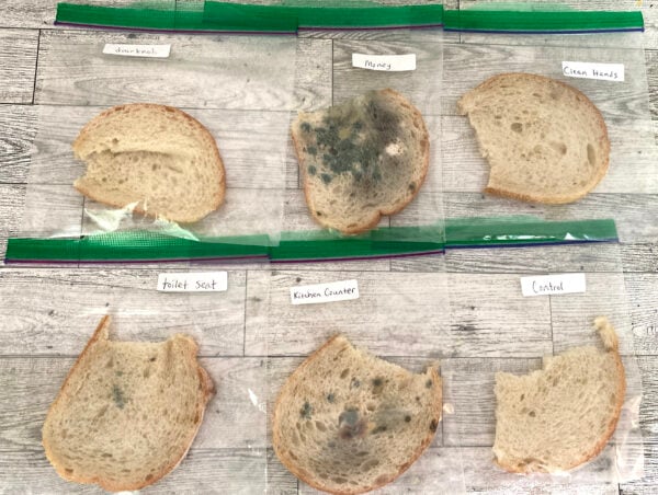 Microbiology Science Fair Experiments (Grades 4-8)
