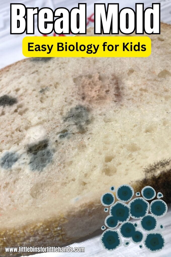 Moldy Bread Experiment - What Makes Mold Grow?