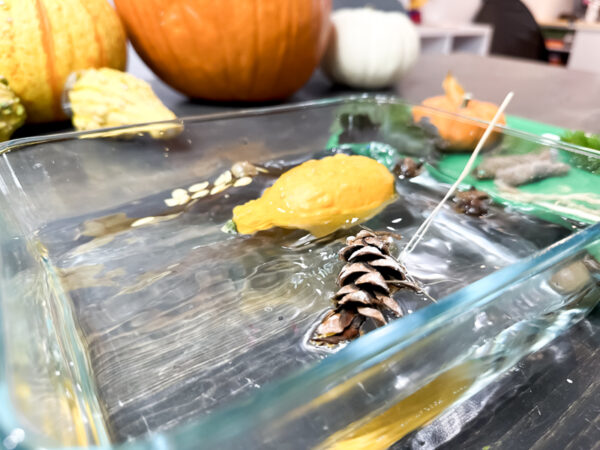 Fall Sink or Float Experiment for Kids