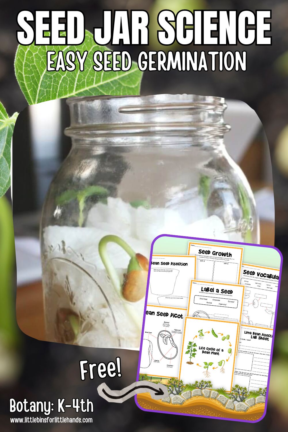 Seed Germination Experiment for Kids (Easy Steps + Jar Method)
