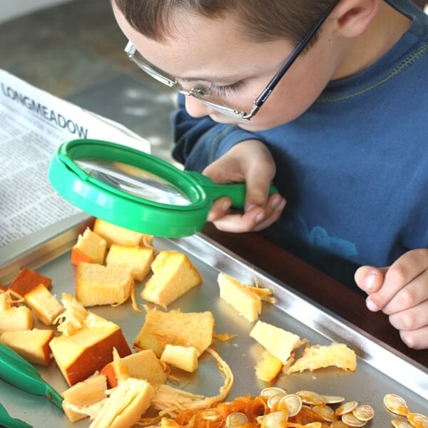 preschool pumpkin observation activity
