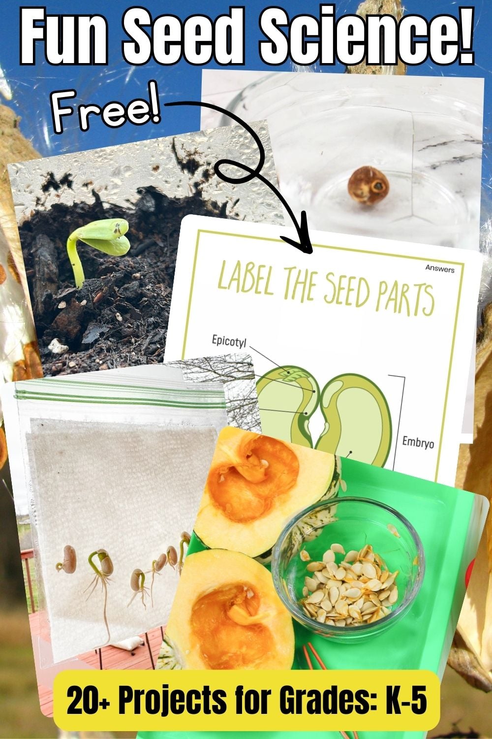 Seed Science Activities for Kids | Germination & Seed Parts