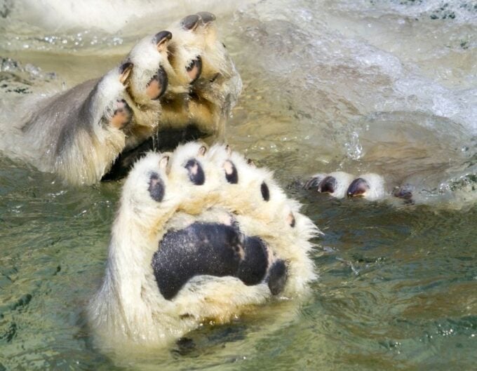 polar bear adaptations including large paws