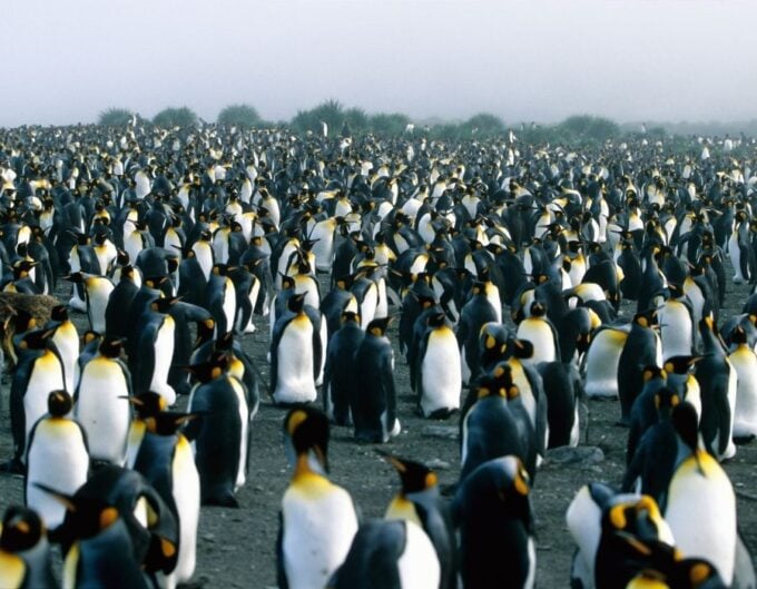 penguin colony