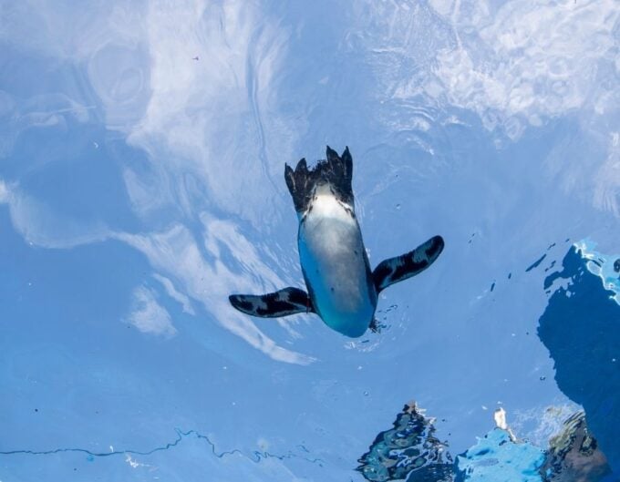penguin swimming with flippers