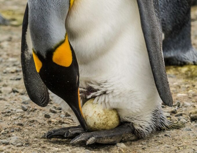 penguin with egg